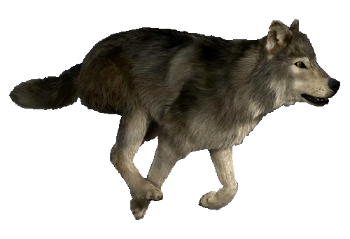 wolf running